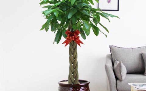 客厅最旺宅的植物 客厅十大镇宅植物