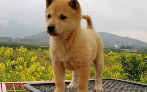 建议穷人养的10种狗 便宜又好养的狗