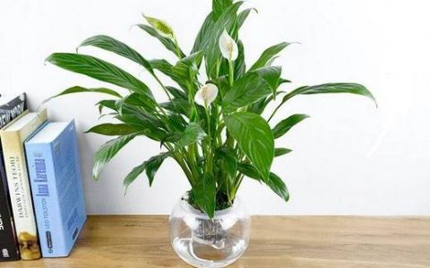 养什么花招财并聚财 这3种必养