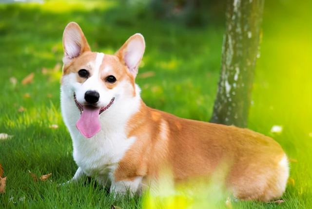 柯基犬价格大概多少钱一只 养柯基犬一个月多少钱-1