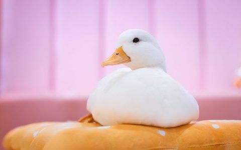 柯尔鸭多少钱一只 均价1500元