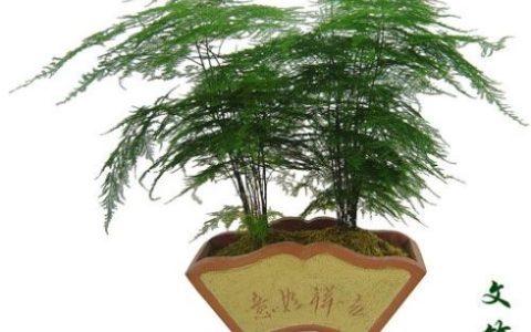 文竹的养殖方法和注意事项