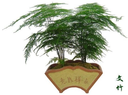 文竹的养殖方法和注意事项-1