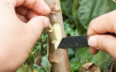 嫁接果树的方法和技术 几个步骤非常简单