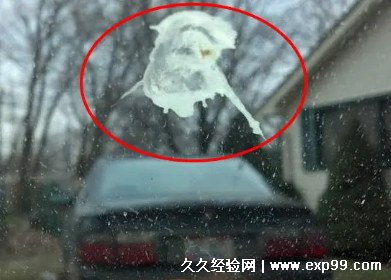 鸟屎掉身上有什么预兆 是福是祸？
