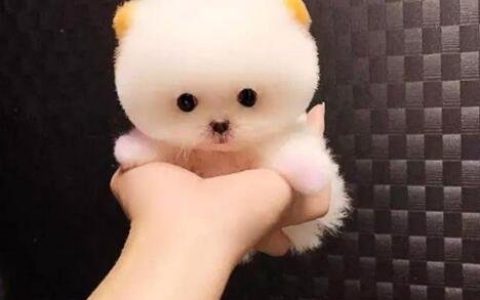 白色茶杯犬多少钱一只 最便宜2000元一只