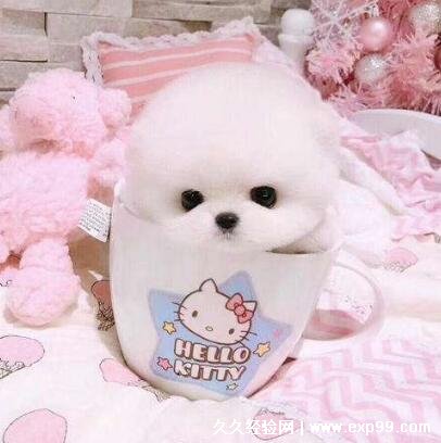 白色茶杯犬多少钱一只 最便宜2000元一只