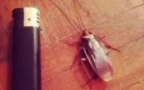 蟑螂会靠近熟睡的人吗灯开着 如何避免蟑螂晚上爬床