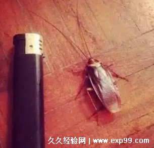 蟑螂会靠近熟睡的人吗灯开着 如何避免蟑螂晚上爬床
