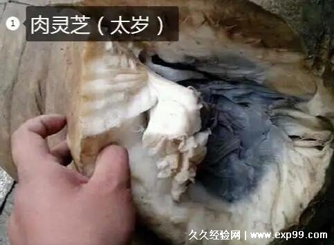 太岁多少钱一斤哪里有卖 价格在800到15000元
