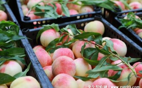 桃子是凉性还是热性月经周期能吃吗？