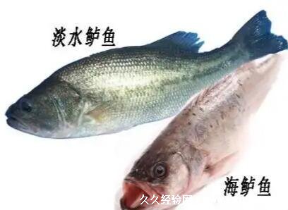 鲈鱼多少钱一斤市场价2022