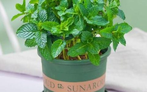 蚊子最怕的3个克星植物 薄荷/驱蚊草/艾草