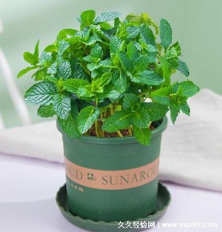 蚊子最怕的3个克星植物 薄荷/驱蚊草/艾草