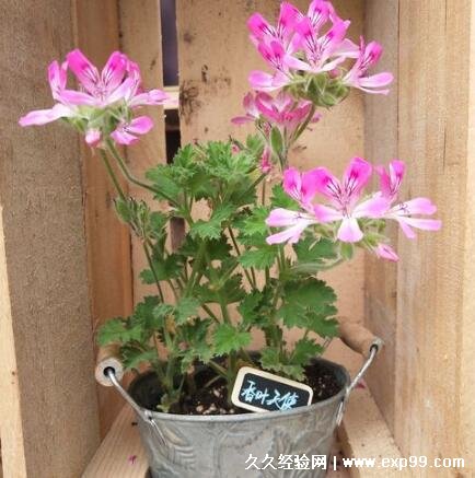蚊子最怕的3个克星植物 薄荷/驱蚊草/艾草