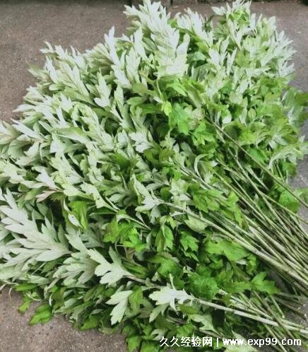 蚊子最怕的3个克星植物 薄荷/驱蚊草/艾草