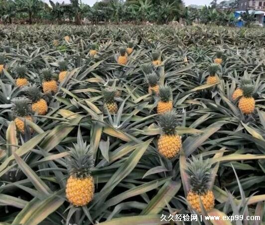 菠萝长在树上还是地上（真实图片）