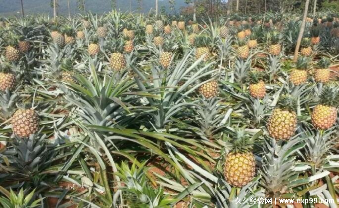 菠萝长在树上还是地上（真实图片）