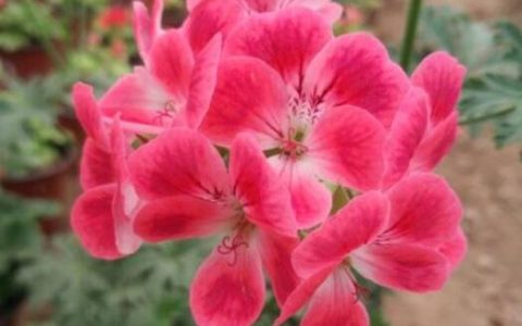 苍蝇的克星是什么气味 4种植物气味专克苍蝇