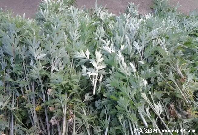 苍蝇的克星是什么气味 4种植物气味专克苍蝇