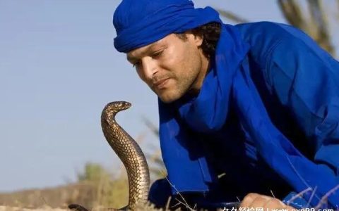 蛇与人类的关系是什么 食物竞争关系