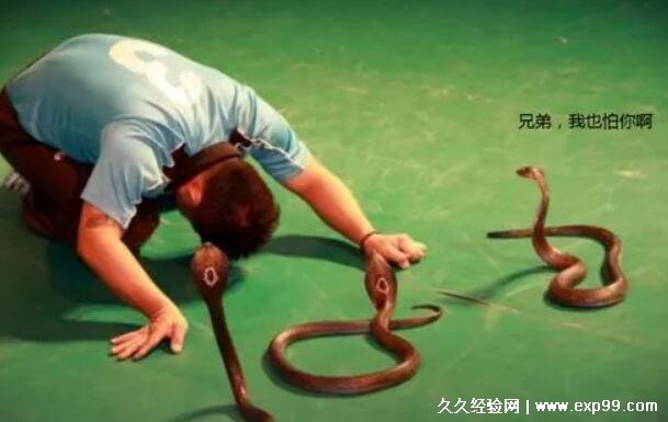 蛇与人类的关系是什么 食物竞争关系