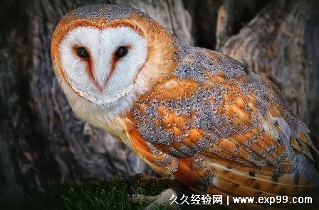 庄稼卫士是什么鸟 猫头鹰(长相像猫而得名)