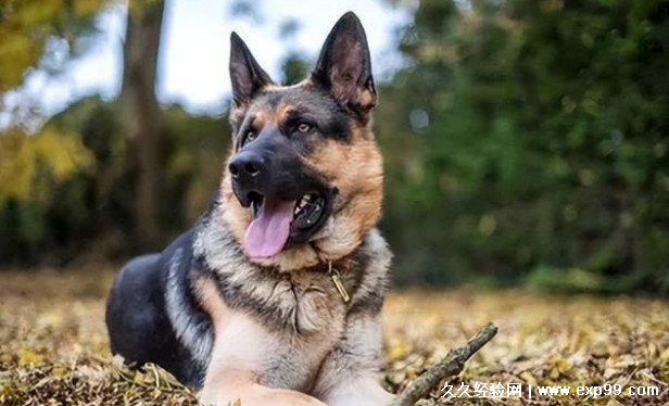 狗狗品种大全及图片大型犬