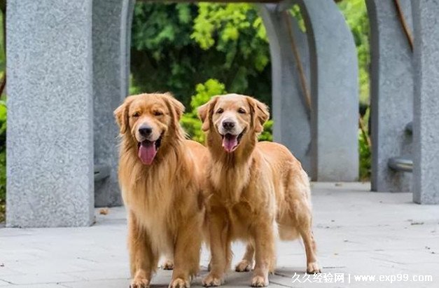 狗狗品种大全及图片大型犬