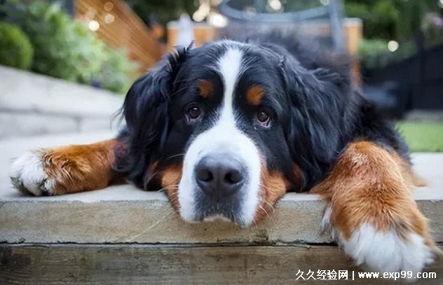 狗狗品种大全及图片大型犬