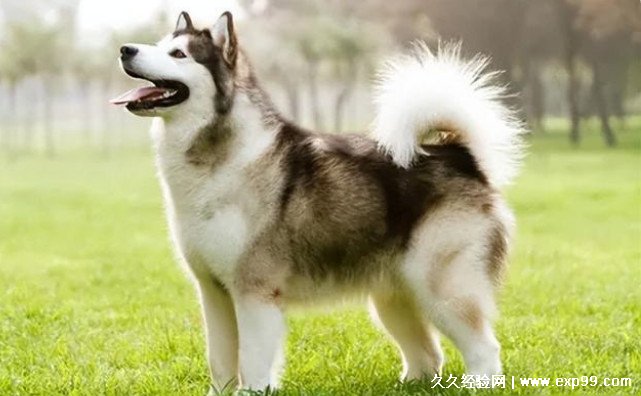 狗狗品种大全及图片大型犬
