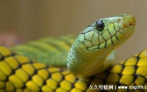 世界上最善良的蛇图片