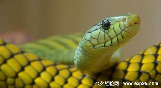 世界上最善良的蛇图片