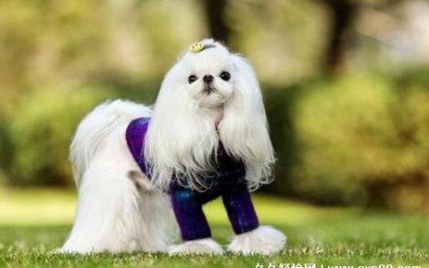 马尔济斯犬多少钱一只纯种 纯种4000元