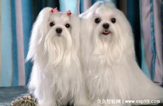 马尔济斯犬多少钱一只纯种 纯种4000元