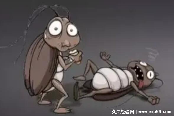 蟑螂会靠近熟睡的人吗灯开着