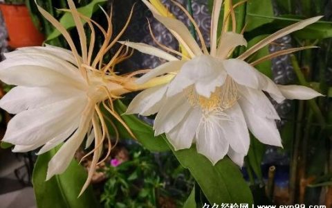 昙花开花时间大约有多久