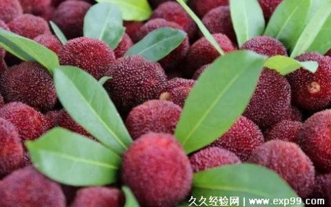 杨梅几月份成熟上市 6到7月份成熟