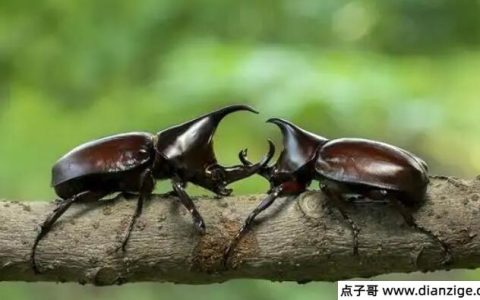 网络流行语bug什么意思