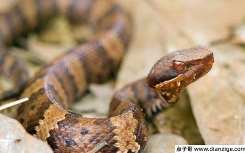 七步蛇为什么叫七步蛇 指被咬后走不出七步就会死亡
