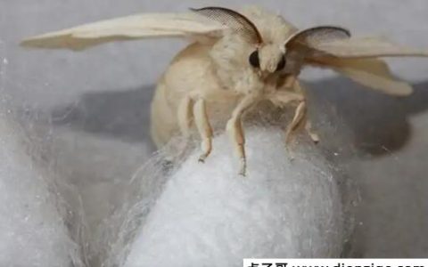 蚕结茧后几天蚕蛾从茧中钻出来 15到20天