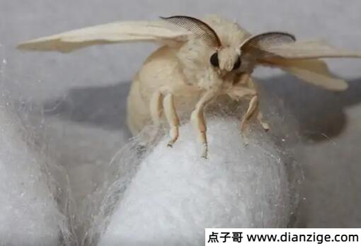 蚕结茧后几天蚕蛾从茧中钻出来 15到20天