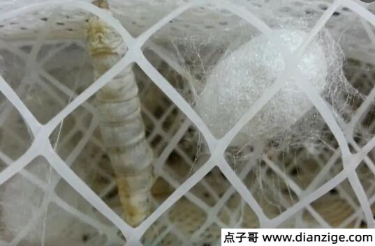 蚕结茧后几天蚕蛾从茧中钻出来 15到20天