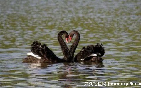 4个2代表什么意思 3种不同含义(谐音/炸弹/天使数字)