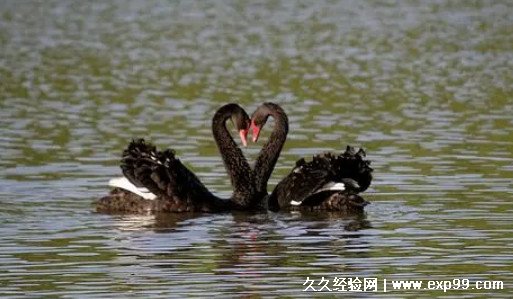 4个2代表什么意思 3种不同含义(谐音/炸弹/天使数字)