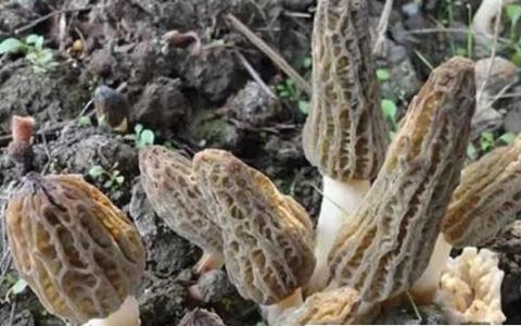 羊肚菌一斤多少钱干货百元起(野生/种植/新鲜/干货价格各不同)