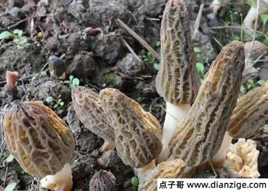 羊肚菌一斤多少钱干货百元起(野生/种植/新鲜/干货价格各不同)