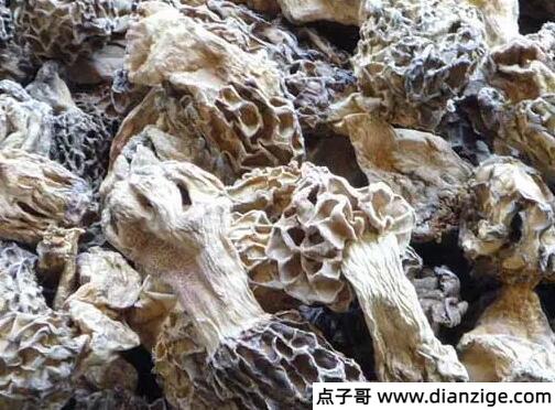 羊肚菌一斤多少钱干货百元起(野生/种植/新鲜/干货价格各不同)