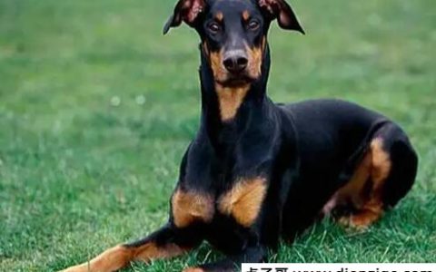 杜宾犬幼犬价格多少钱一只 至少3000元