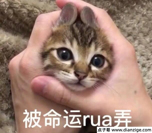 网络用语rua是什么意思 揉捏的意思